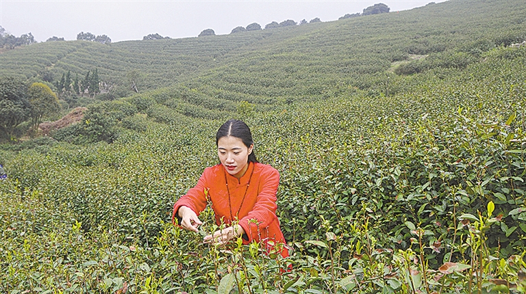 茶园地址:慈溪市横河大山村羊角贩   联系方式:戚敏 13805817118