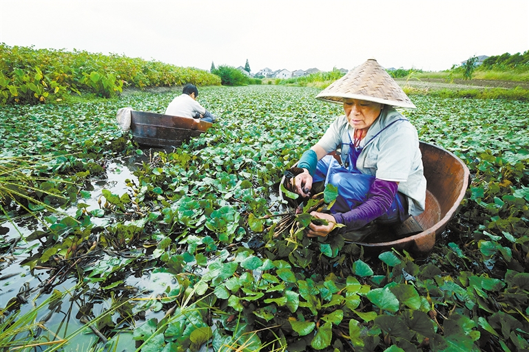 胜山揽水风情妙 红菱为媒味道足